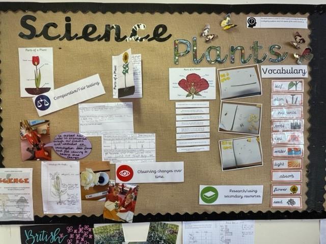 We've really enjoyed the different investigations with plants this term!